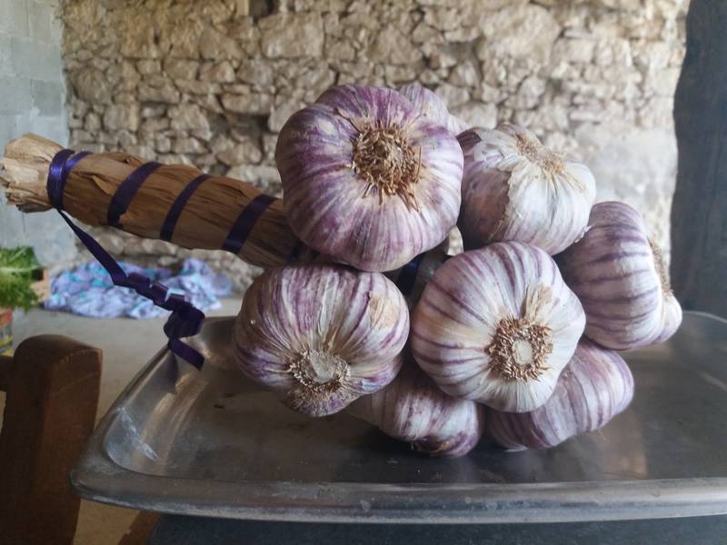ail violet : bouquet d'1 kg